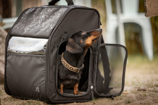 Hunderucksack? Mein Hund? Niemals! - Part 1 - Wie Du Deinen Hund in 7 Tagen zum Reise-Profi machst (Part 1)