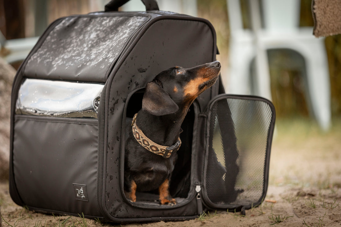 Hunderucksack? Mein Hund? Niemals! - Part 1 - Wie Du Deinen Hund in 7 Tagen zum Reise-Profi machst (Part 1)